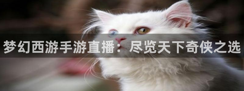 搜球直播体育：梦幻西游手游直播：尽览天下奇侠之选
